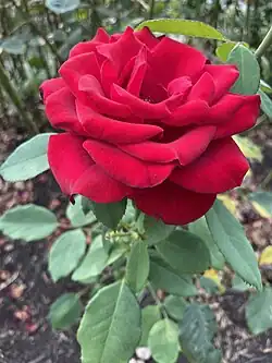 Close-up of a rose.