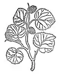 Chapter 260. Moracelsi – mulberen Morus alba / Morus nigra