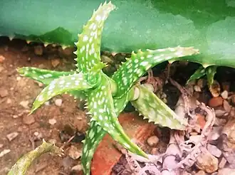 In cultivation in Kew Gardens, London