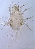 Glycyphagus domesticus male dorsum