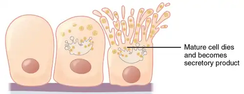 Holocrine secretion