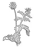 Carduus marianus. Incorrectly assigned to chapter 429 Yringus – krusz distel