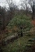 Rock garden with Mugho