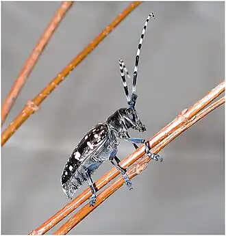 Adult beetle.