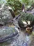 Mountain creek
