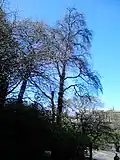 Bank of Scotland HQ elm, April