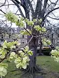 Root buttresses and fruit