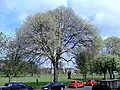 Dutch elm cultivar, Hermitage Place, Leith Links, 2016