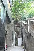 An old tree on the stone wall of the street