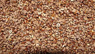 Closeup picture of kodo millet