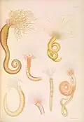 A monograph of the British marine annelids 1922 CXIIIA