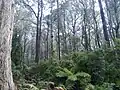 A stand of Eucalyptus trees at Monga National park