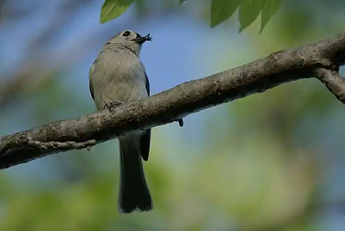 With insect in beak