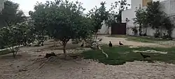 A typical courtyard in Hund village, reflecting rural life with free-roaming chickens and traditional mud-plastered architecture.