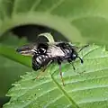 Abia fasciata, Finland