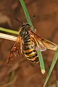 Abia lonicerae, Virginia