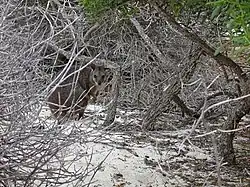 Tammar in dense bush