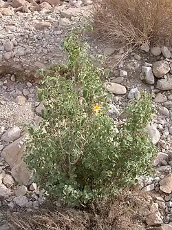 Shrub