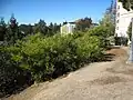 Bushy habitat