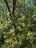 Acacia penninervis, 7th Brigade Park, Chermside, Queensland.