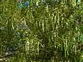 Immature pods