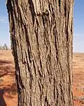 Bark