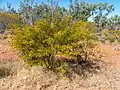 Boulia Shire, Queensland.