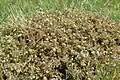 Patch of Acaena anserinifolia