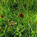 Great burnet at Acaster South Ings