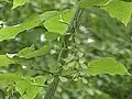 Acer davidii subsp. grosseri