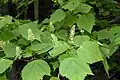 Flowering tree in Willsboro, New York