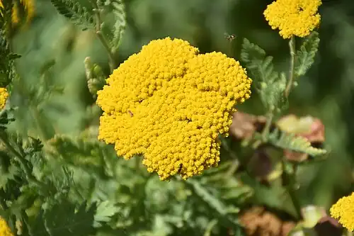 'Coronation Gold'