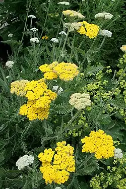 'Coronation Gold'