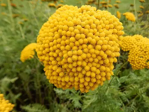 'Cloth of Gold'