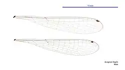 Male wings