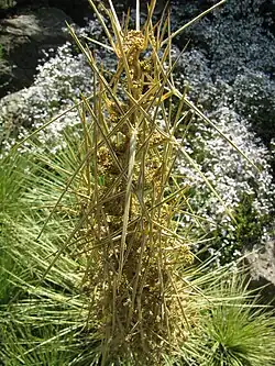 Inflorescence