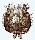 Male terminalia.