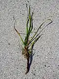 Acorus calamus