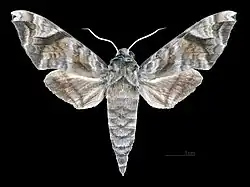 Male dorsal