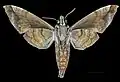 Male underside