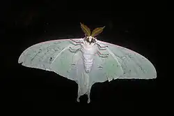Actias artemis male