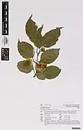 Herbarium specimen