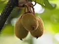 Actinidia chinensis var. setosa