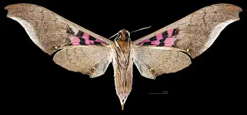female dorsal