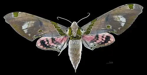 Female dorsal