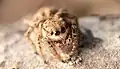 Female face