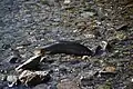 Fig. 8 A clear lake hitch in a spawning river.[10]