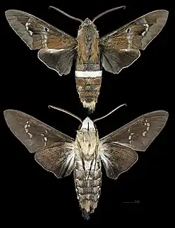 Aellopos clavipes