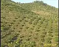 Aerial view of a Vengurla cashew farm