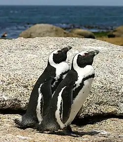African penguins on a rock at Boulders Beach